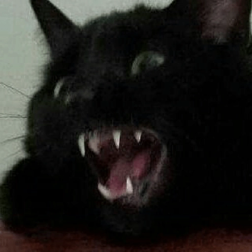 :cat_scream: