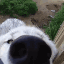 :sniff_dog: